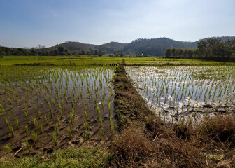 Sun's reflection in a rice paddy field