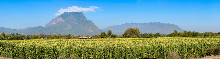 Cornfield with Doi Luang Chiang Dao mountain backdrop, captured in Chiang Dao, Thailand's picturesque landscape
