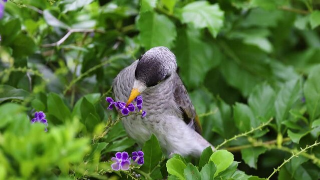 Bird Feeding on Purple Flowers