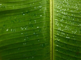 Defocused wet banana leaf texture