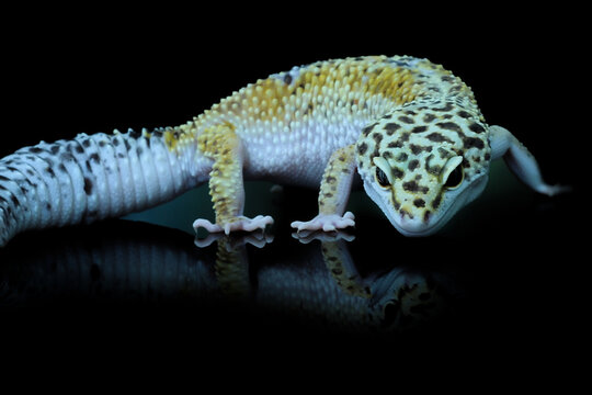 Leopard Gecko or Eublepharis macularius