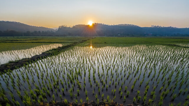 Sunrise over rice paddy field