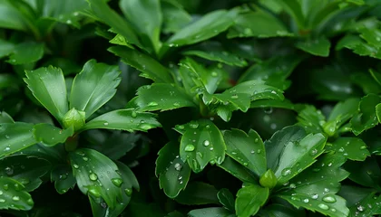 Outdoor-Kissen Natural green leaves plants using background cover page environment ecology or greenery wallpaper © Nob