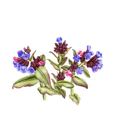 watercolor drawing spring flowers, lungwort, pulmonaria, floral composition at white background , hand drawn botanical illustration