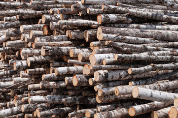 Closeup of birch logs pile