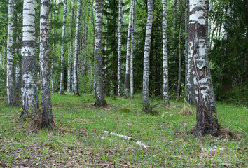 Trunks of old birch trees in spring forest