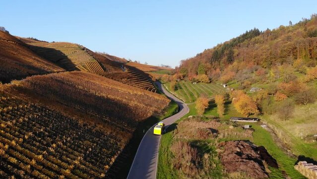 Transporter with trailer drives through vineyards that glow in colorful autumn colors. Filmed during sunset.
