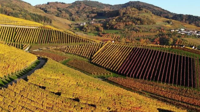 Vineyards glow in colorful autumn colors. Filmed during sunset.