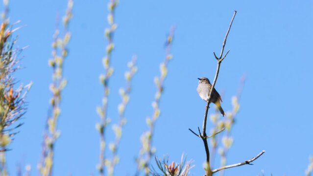 Common Chiffchaff Pearching on Tree Branch and Singing, Spring sign scene