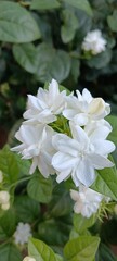 tree blossom