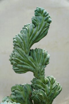 Close up of the beautiful Myrtillocactus geometrizans monstrosus cactus