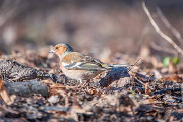 Common chaffinch, Fringilla coelebs, sits on the ground in spring. Common chaffinch in wildlife.