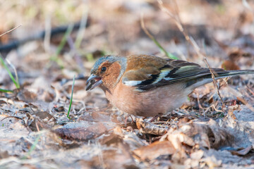 Common chaffinch, Fringilla coelebs, sits on the ground in spring. Common chaffinch in wildlife.