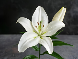 Vibrant Lily Flower in High Definition Close-up Shot