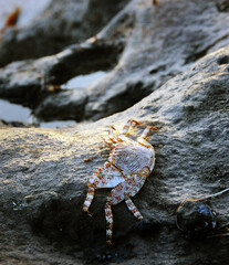 crab on rock