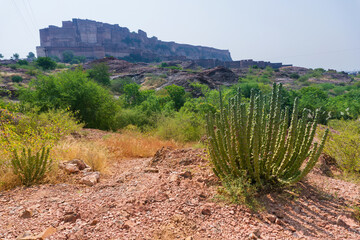 Thhor, Euphorbia caducifolia, the mascot of Thar desert,the multi-stemmed plant is often termed as cactus. Rao Jodha Desert Rock Park, Jodhpur,Rajasthan, India. Historic Mehrangarh Fort in background.