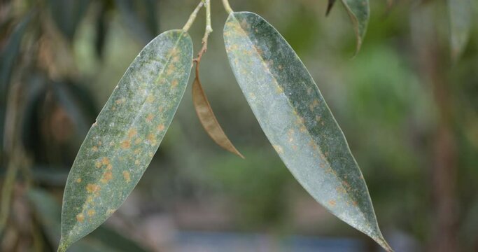 Durian leaves with Agal Spot,Durian disease, in the durian garden