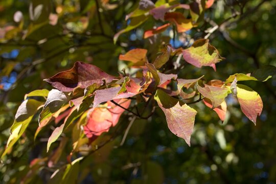 Fall foliage closeup of branch of leaves