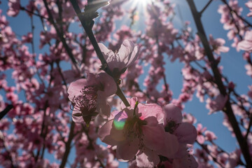 peach tree with pink flowers and a blue sky. The sun is shining on the tree.