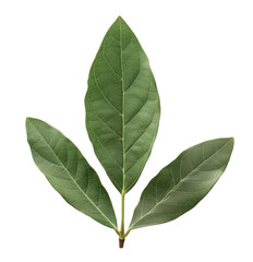 Obraz premium Laurel leaves isolated on transparent background