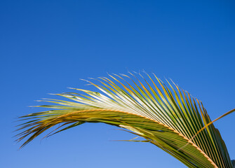 Green and Yellow Palm Frond Against Blue Sky.