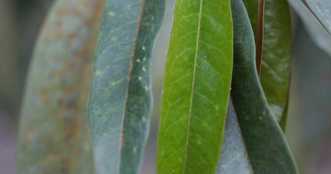 close up of durian leaves with Agal Spot,Durian disease, in the durian garden