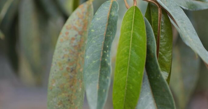 Durian leaves with Agal Spot,Durian disease, in the durian garden