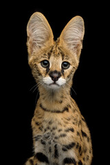 Closeup Portrait of Serval Cat looking in camera isolated on Black Background in studio, front view