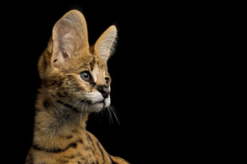 Closeup Portrait of Serval Cat looking at side isolated on Black Background in studio, profile view
