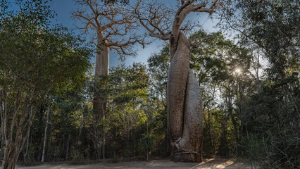 Amazing Madagascar. Two baobabs tightly intertwined their trunks, hugging each other. The sun...
