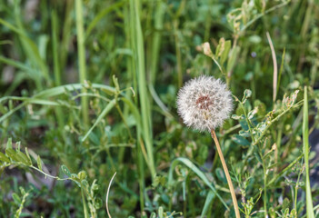 Dandelion seeds found in the grass by the roadside. warm sunshine, Taraxacum platycarpum