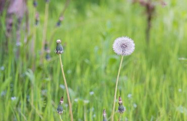 Dandelion seeds found in the grass by the roadside. Taraxacum platycarpum