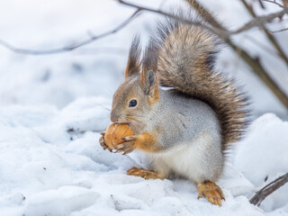 Naklejka na ściany i meble Portrait of a squirrel in winter on white snow background