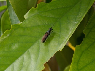 Black Sawfly on Green Leaves in The Garden