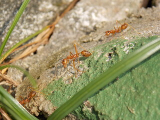 Red Fire Ants on The Ground Looking for Food