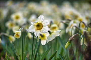 White daffodils also known as narcissus in full bloom