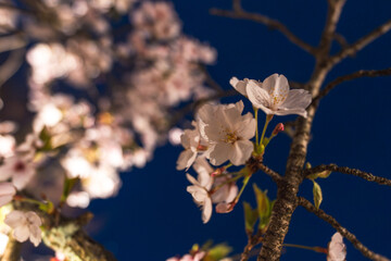 夜桜