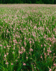 Beautiful Meadow with wild pink flowers alfalfa on the roadside in cloudy summer day. Field background. Selective focus.

