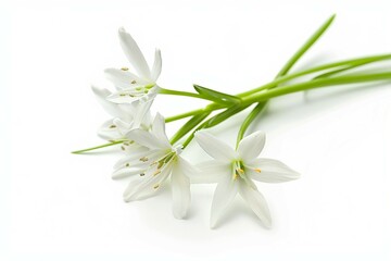 a bunch of white flowers on a white surface