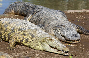 A crocodile lives in a nursery in northern Israel.