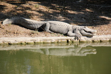 A crocodile lives in a nursery in northern Israel.