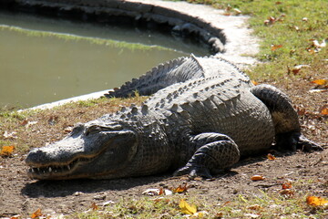 A crocodile lives in a nursery in northern Israel.