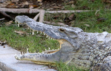 A crocodile lives in a nursery in northern Israel.