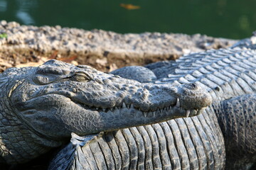 A crocodile lives in a nursery in northern Israel.