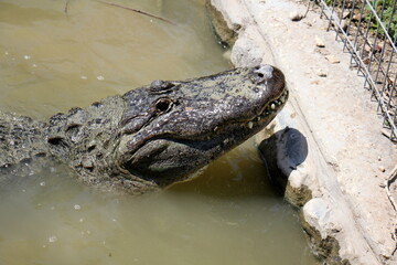 A crocodile lives in a nursery in northern Israel.