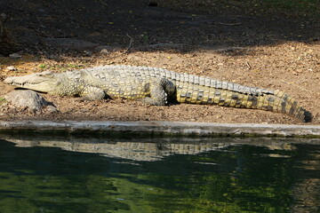 A crocodile lives in a nursery in northern Israel.