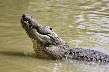 A crocodile lives in a nursery in northern Israel.