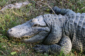 A crocodile lives in a nursery in northern Israel.