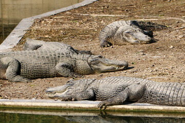A crocodile lives in a nursery in northern Israel.