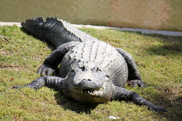 A crocodile lives in a nursery in northern Israel.